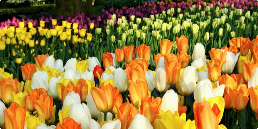 キューケンホフ公園: オランダの花咲く楽園