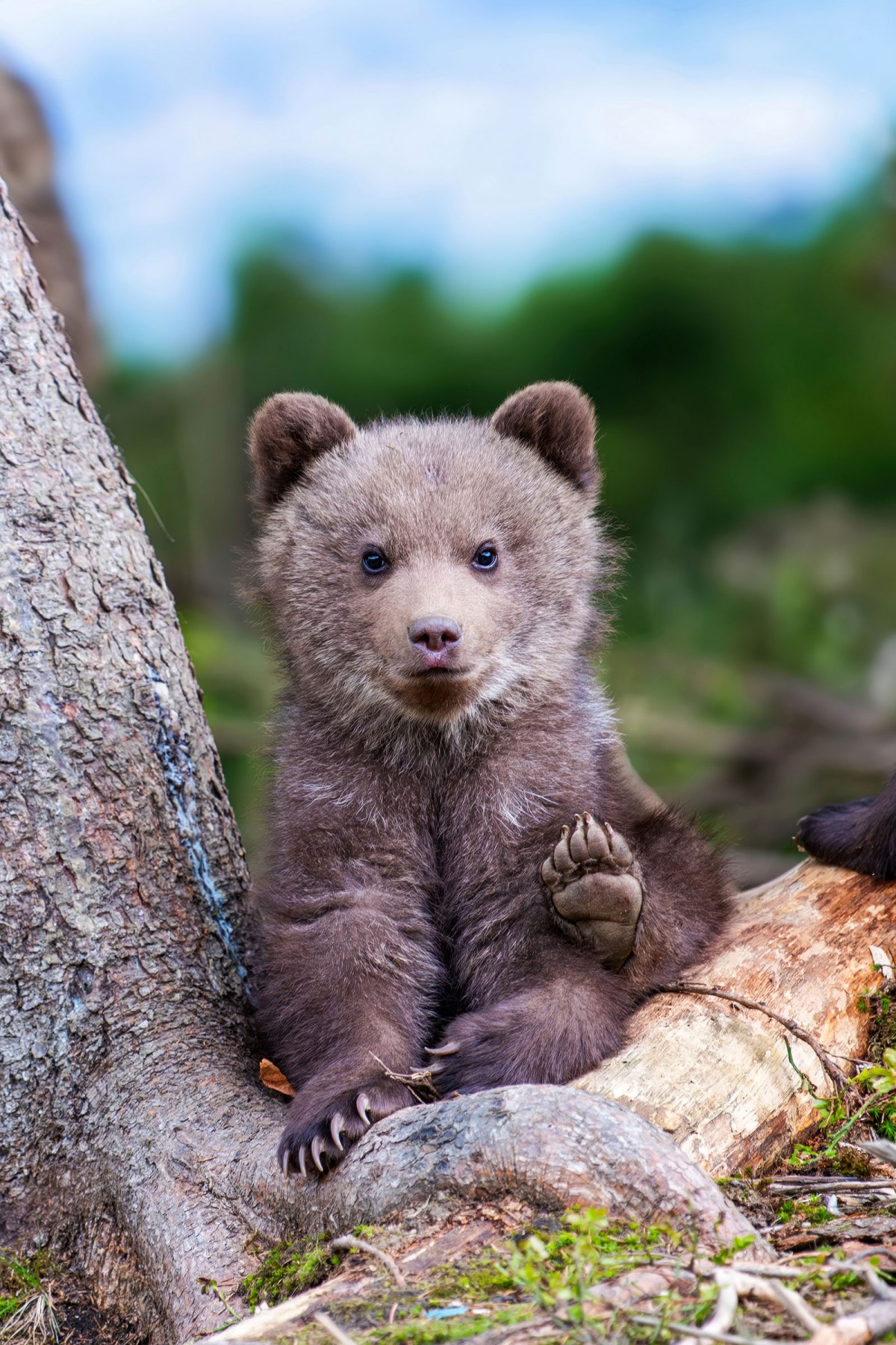 Den ultimata vägtripsplanen över Finland