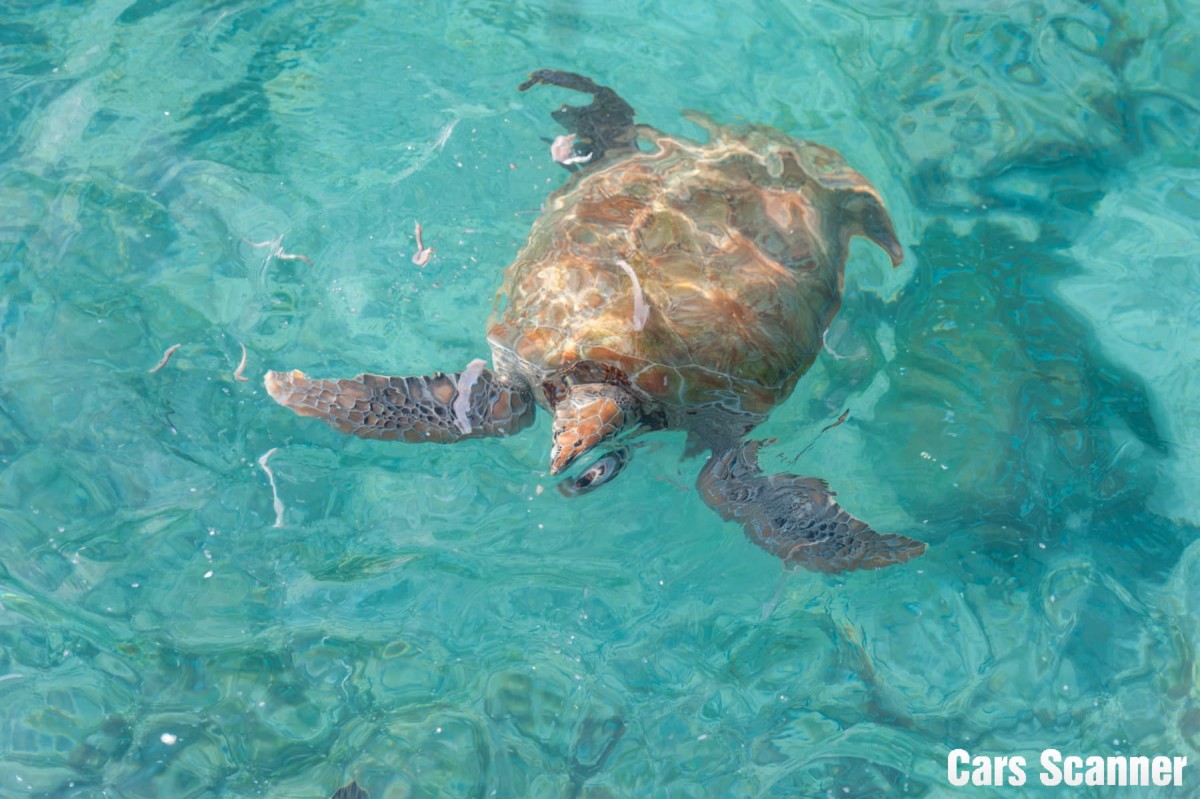 Barbados Schildkröten