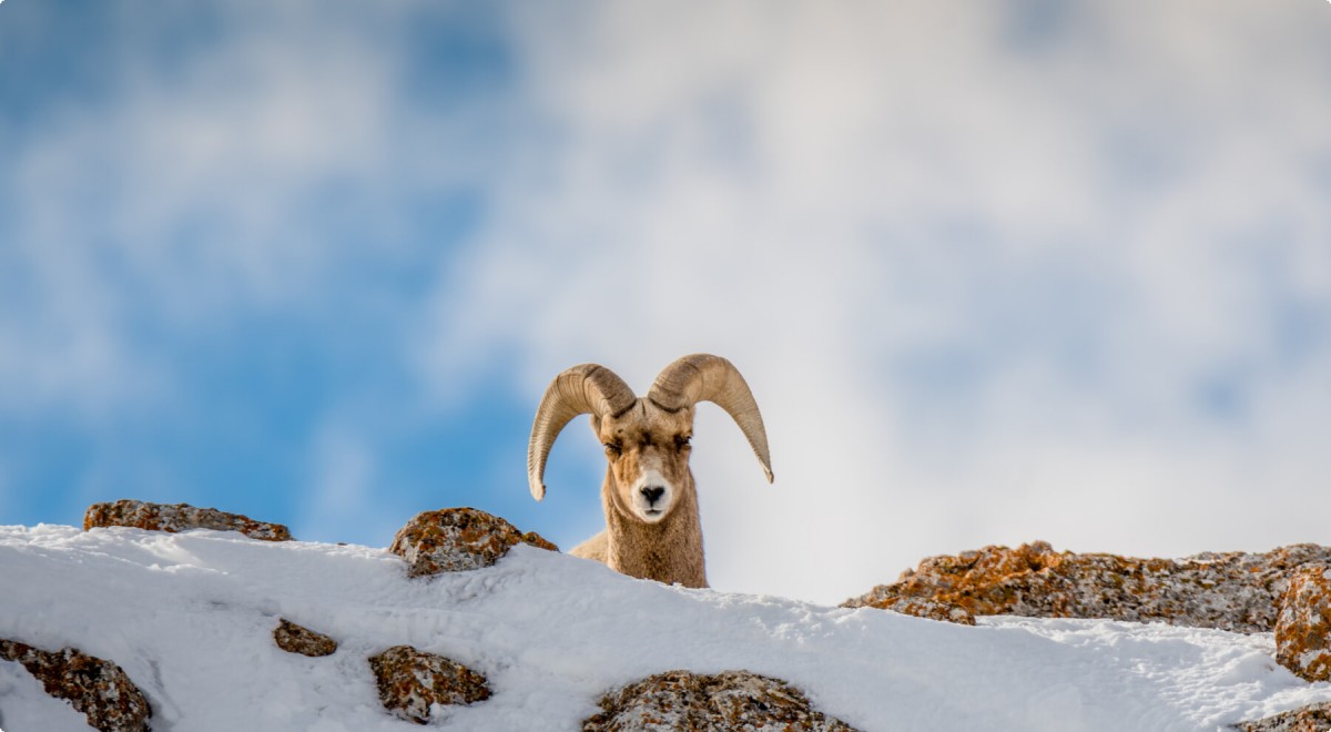 Grand Teton nacionalinis parkas