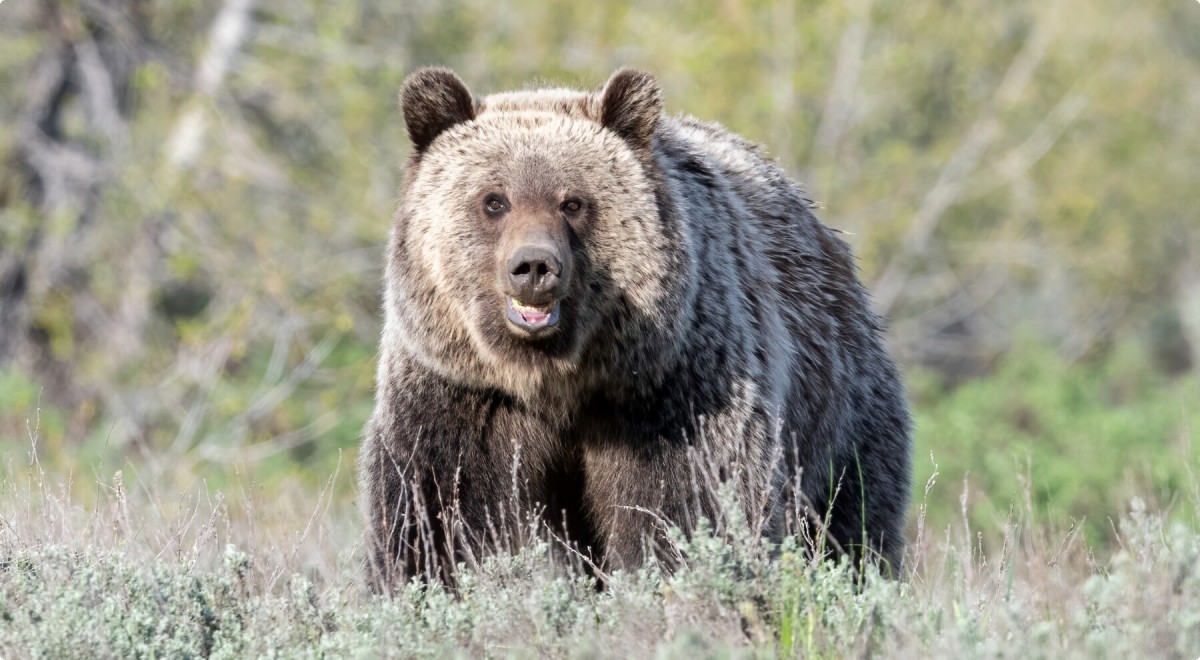 Grand Teton nacionalinis parkas