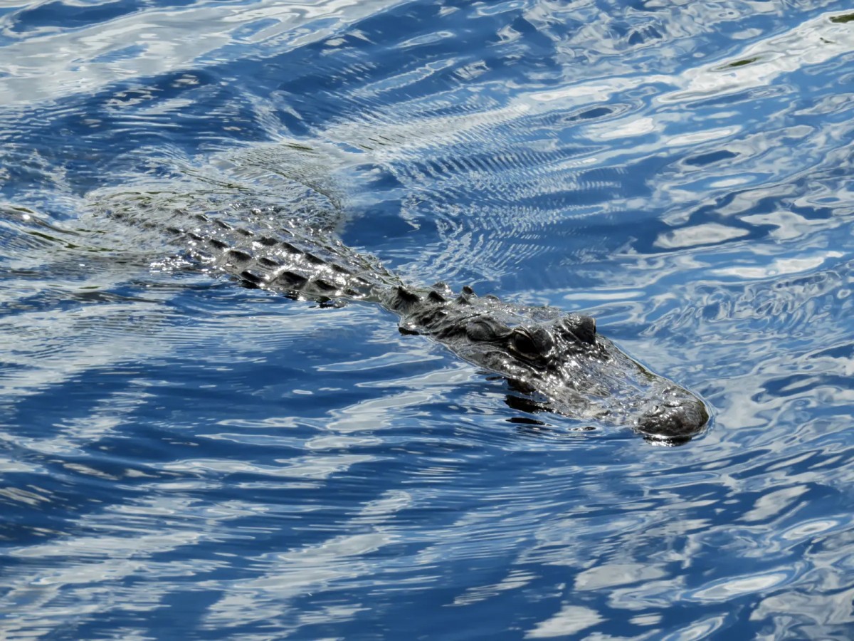 Alligator Alley, Florida