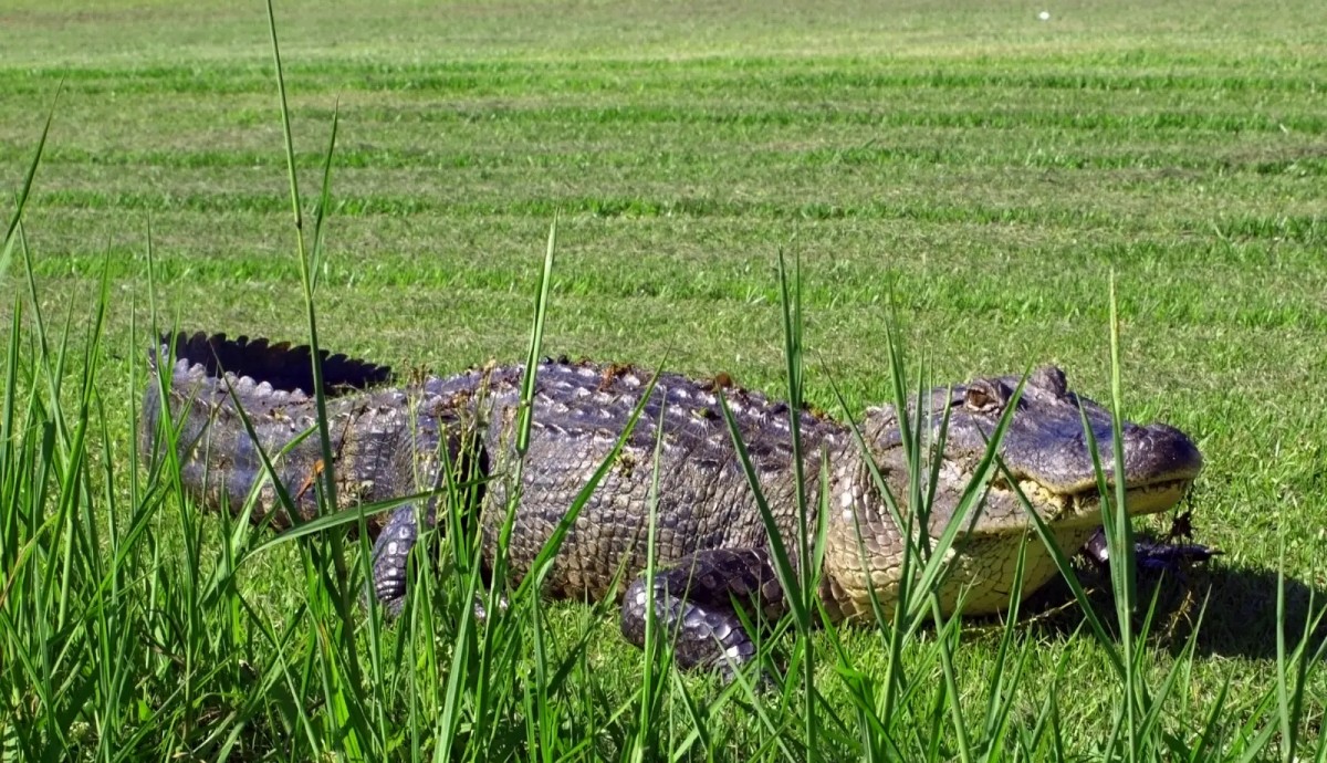 Alligator Alley, Florida