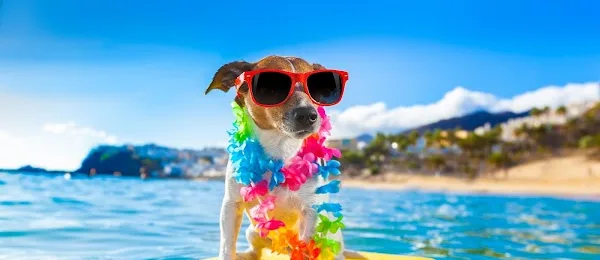 Budget Rent a Car - Port Elizabeth Airport